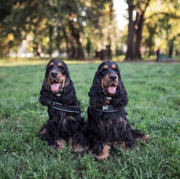 Реснички у собак-близняшек, то что надо даже больше