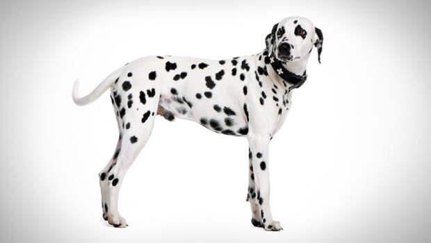 Dalmatian