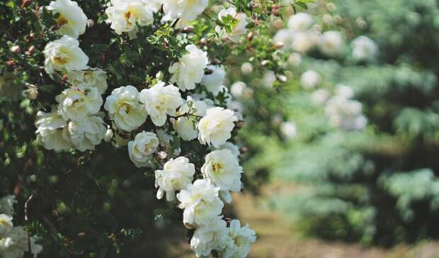 Вместо памятника Юрию Шатунову в башкирском Кумертау создадут Аллею белых роз