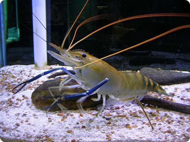 Гигантская пресноводная креветка (лат. Macrobrachium rosenbergii)