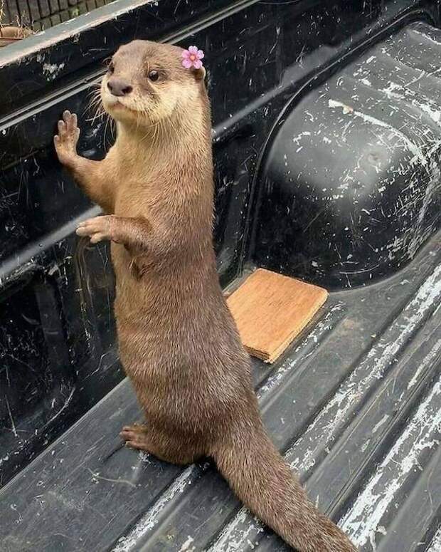 Смешные животные