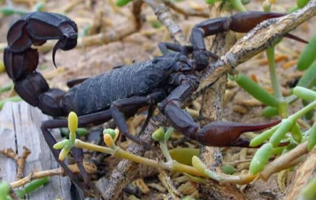 Толстохвостый скорпион, который угрожает жителям Египта