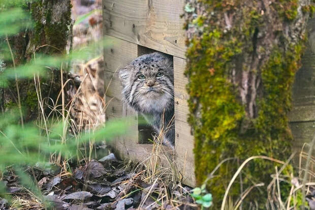 Закончивший разжировку манул Тимофей из Московского зоопарка рискует остаться холостым