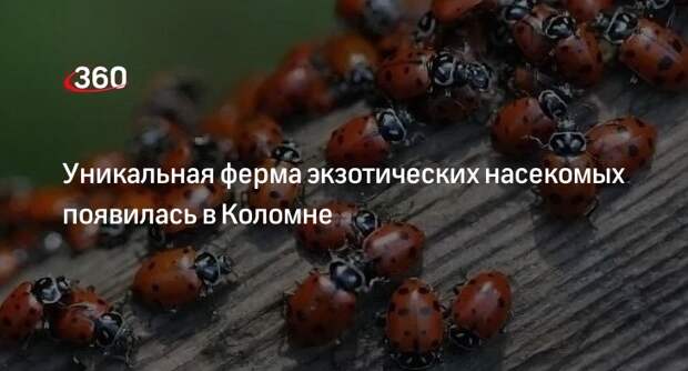 Уникальная ферма экзотических насекомых появилась в Коломне