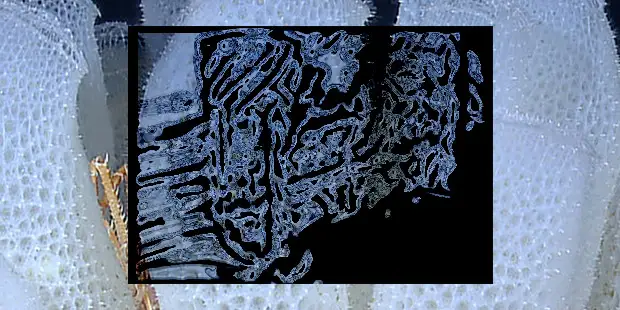 В потоке. Как губка проживает на дне океана