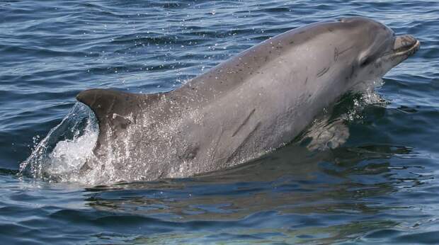 Живодеры привязали к голове дельфина кусок бетона в Крыму