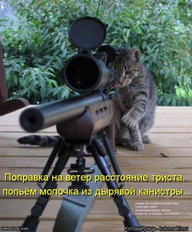 Лучшие котоматрицы недели Лучшие котоматрицы недели