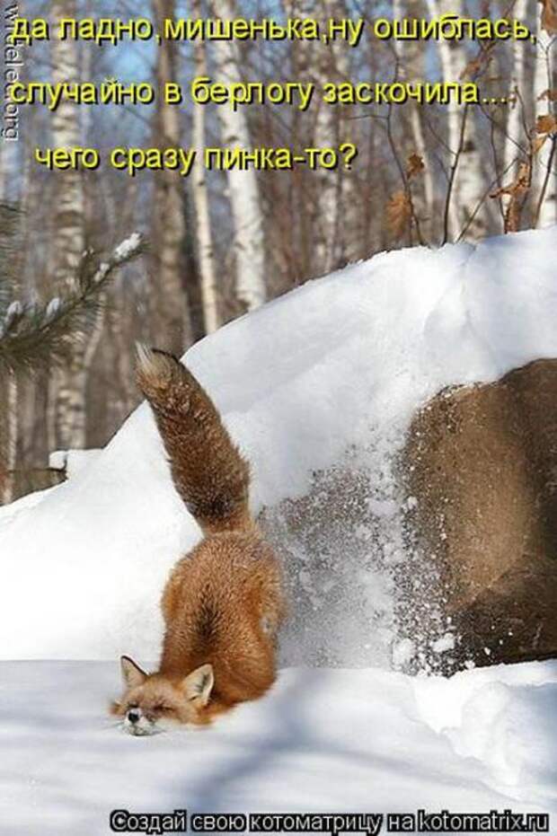 Котоматрицы (картинки с надписями)