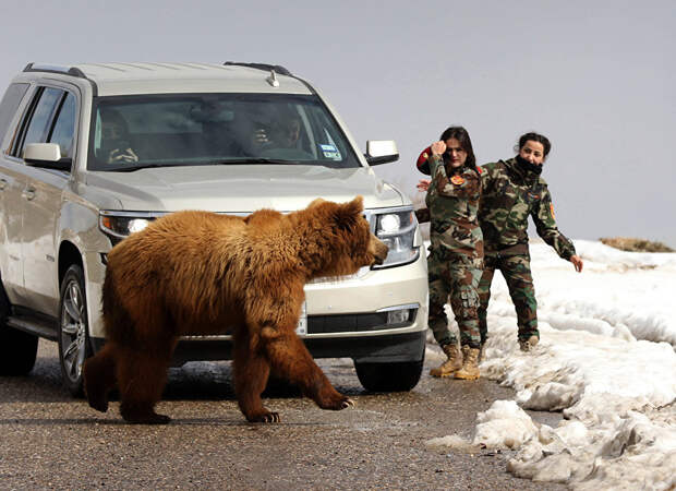 Иракские женщины и журналисты выпускают медведя в дикую природу, после того, как его спасли из частного приюта в городе Дахук