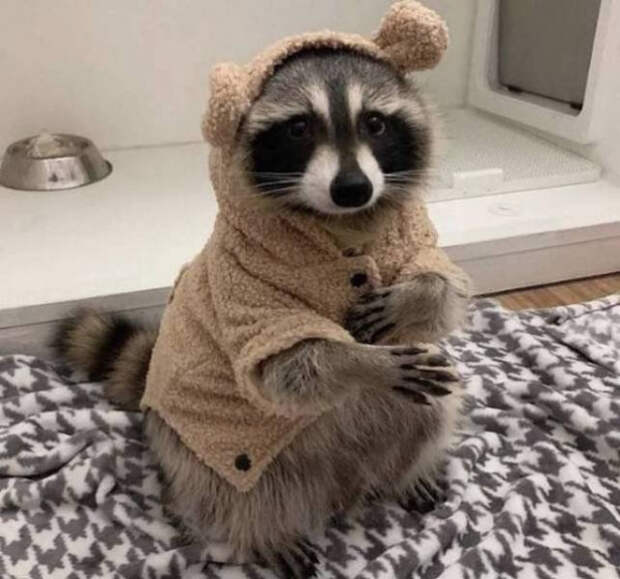 Забавные животные, которые подарят улыбку