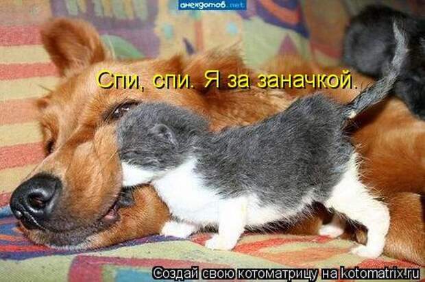 Лучшие котоматрицы недели (50 фото) Лучшие котоматрицы недели (50 фото)