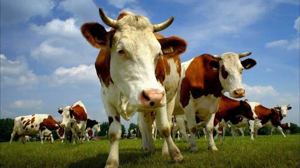 На что готовы обменять свои машины россияне