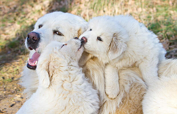 NewPix.ru - Как животные проявляют чувства. Красивые фотографии животных