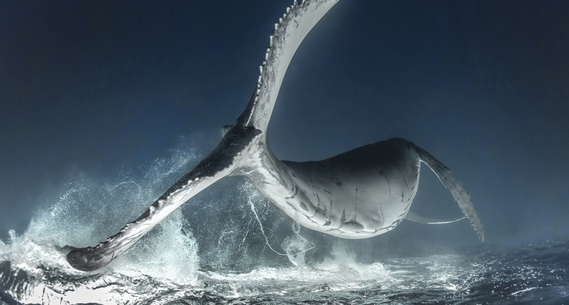 Underwater photography contest 2018 winners scuba diving magazine thumbnail