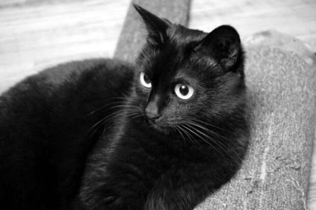Самый богатый черный кот в мире животные, коты, факты