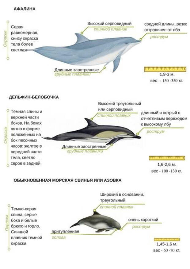 Виды дельфинов