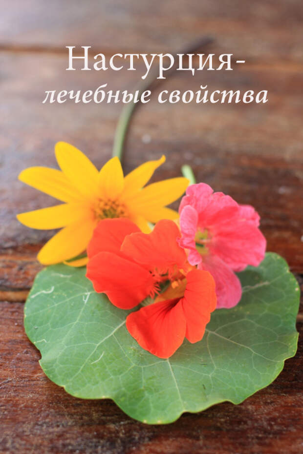 настурция полезные совйства и противопоказания