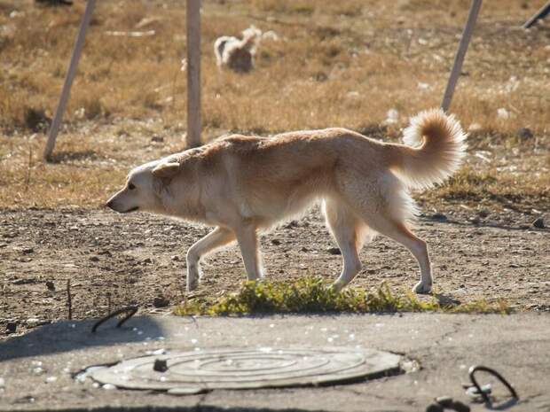 В Чите вновь подняли вопрос безопасности из-за стай бездомных собак