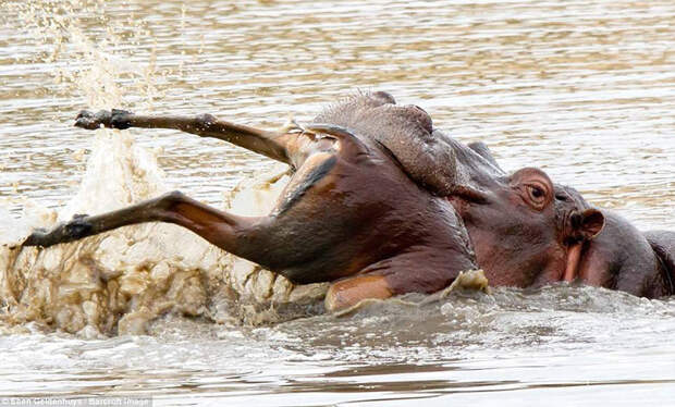 Гиппопотам