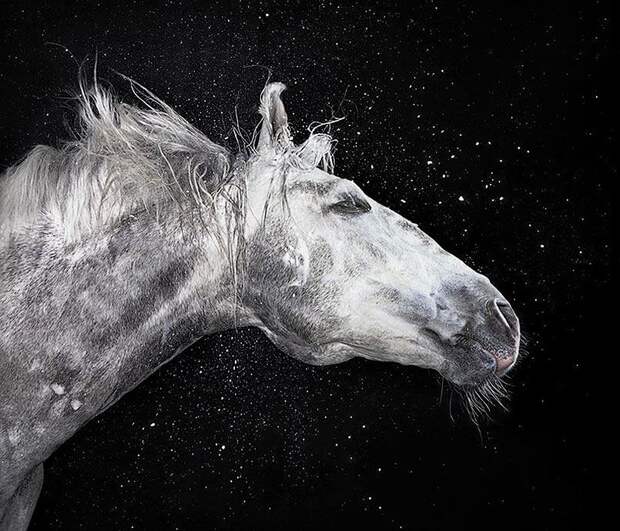 Грация прекрасных лошадей в фотопроекте Equus