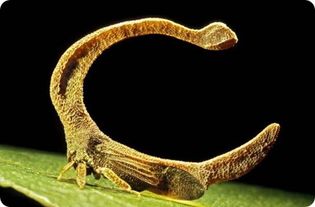 Бразильская горбатка- Bocydium globulare