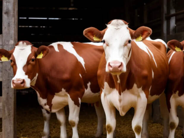 Новосибирское правительство утвердило меры соцпомощи для пострадавших от изъятия животных