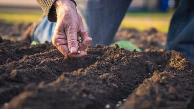 Почему у вас грядки пустые: названы пять главных ошибок при посеве моркови