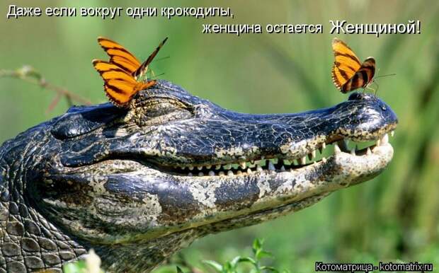 Котоматрица: Даже если вокруг одни крокодилы, женщина остается  Женщиной!