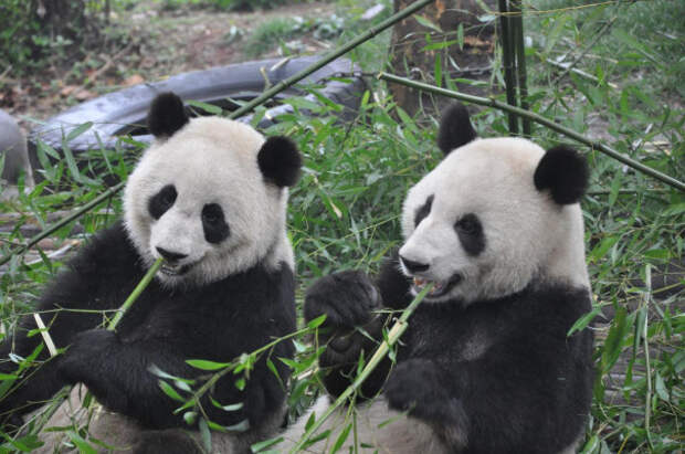 Спаривающихся панд впервые удалось снять на видео