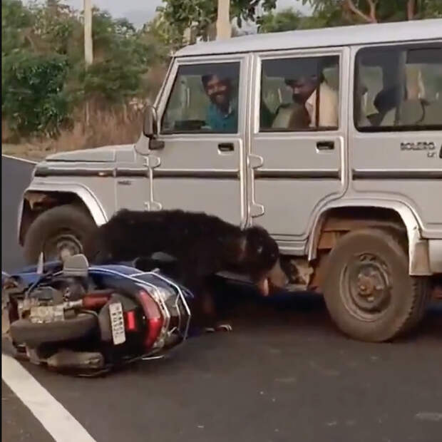 Самый опасный медведь в мире сбил двух подростков с мотоцикла и растерзал сиденье