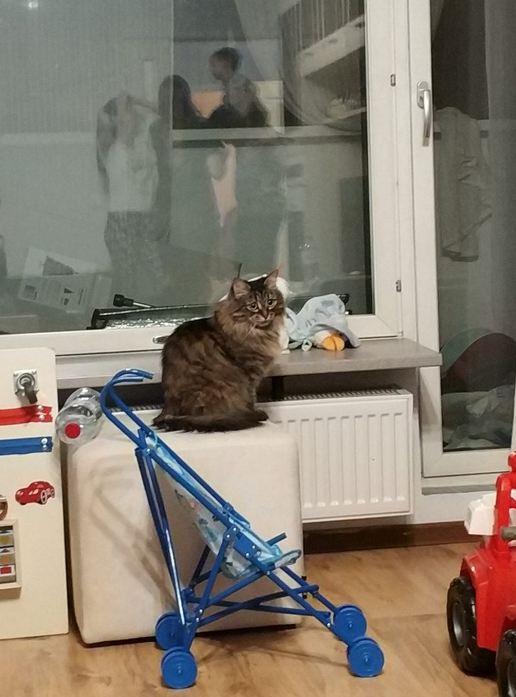 Ситуации, которые показывают, что это кошки заводят нас, а не мы их