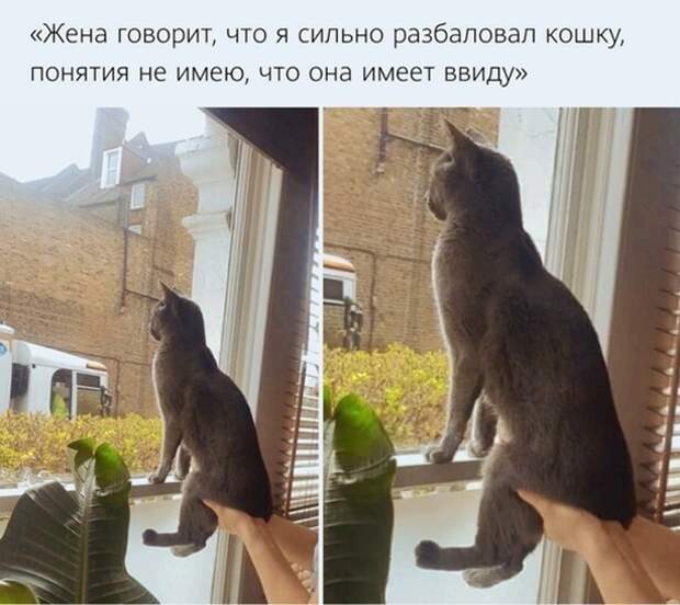 Разбаловал кошку ))) Разбаловал кошку )))