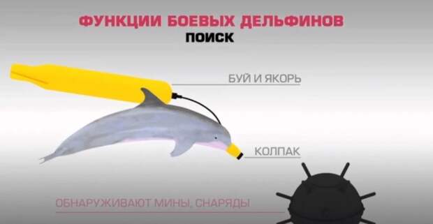 Существовали ли в Советском Союзе боевые дельфины