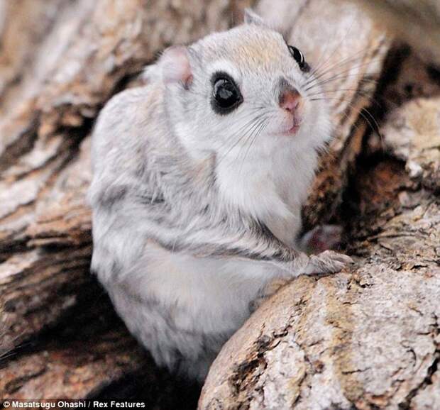 squirrels03 squirrels03 Сибирские белки летяги это нечто