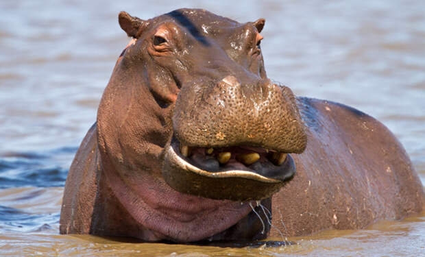 Гиппопотам