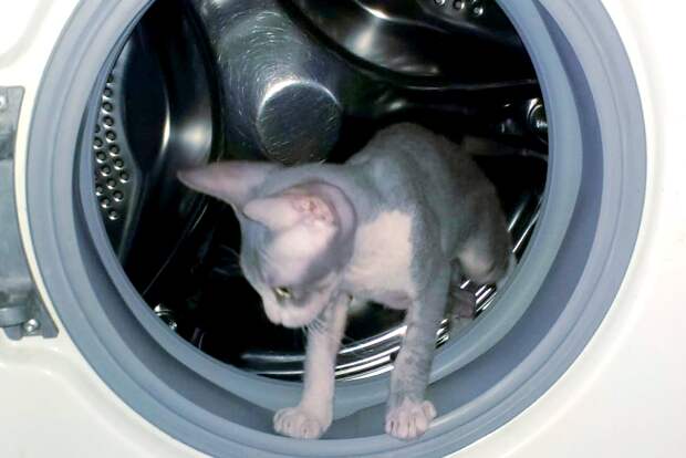 Мастер Рыж дал советы, как не вырастить грибок в стиральной машине и посудомойке