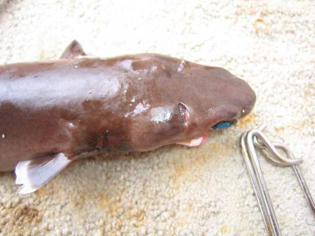 Акула сигарная большезубая — одна из страшных хищниц