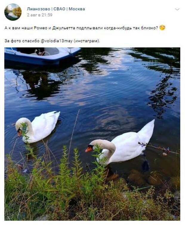 Лебеди в Лианозове не боятся людей и едят из рук