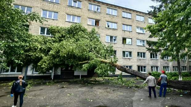 В Барнауле ветер вырвал огромный тополь и отбросил на пятиэтажное общежитие