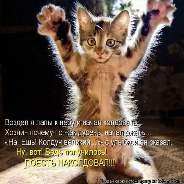 Котоматрицы (картинки с надписями)