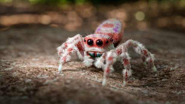 30 Интересных фактов о пауках-скакунах
