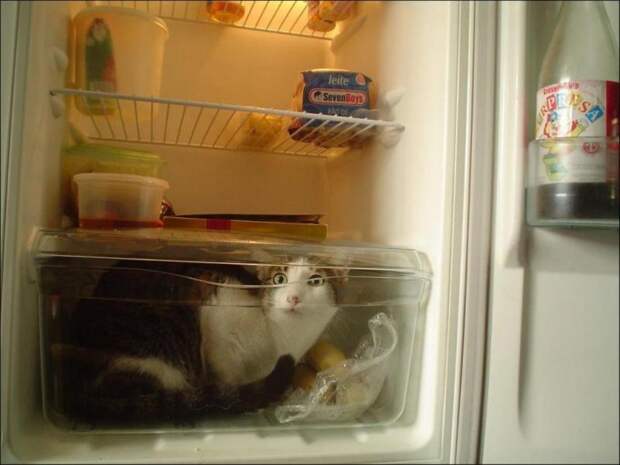 catfridge29 Коты в холодильниках