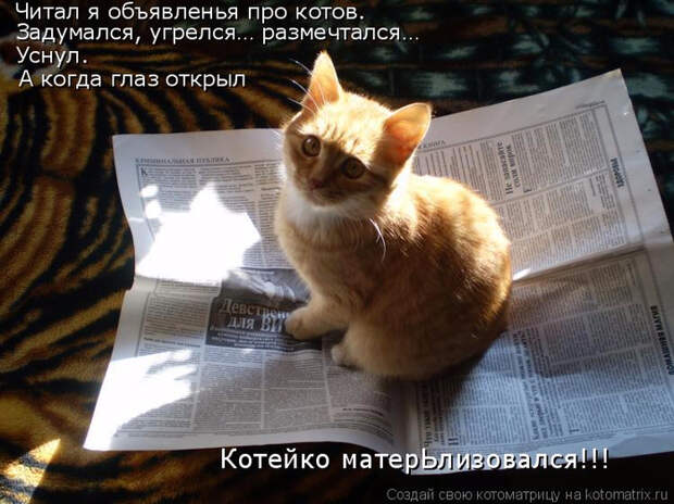 kotomatritsa_Z1 (700x524, 381Kb)