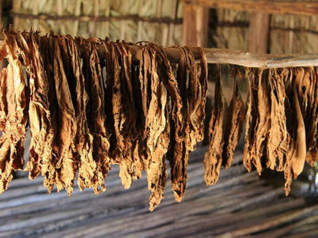 сушка листьев табака