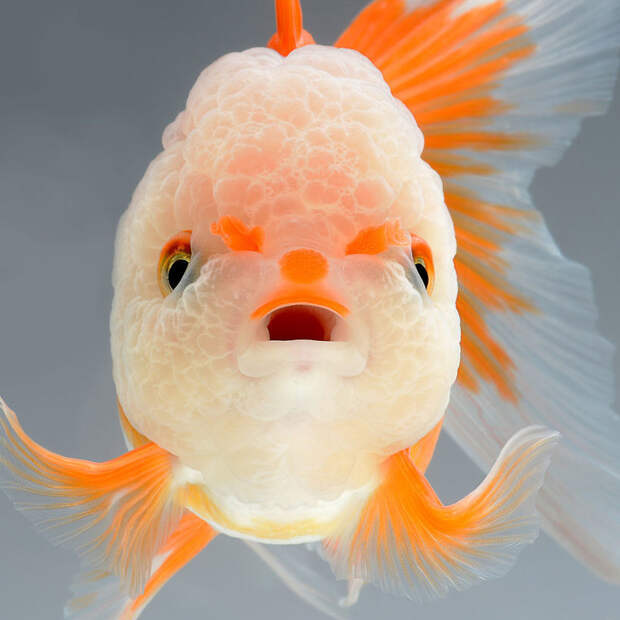 Тайваньский фотограф делает завораживающие портреты китайских золотых рыбок 