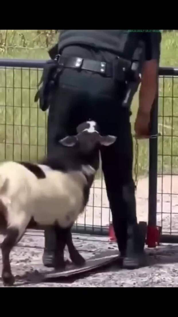 Бешенные животные против людей