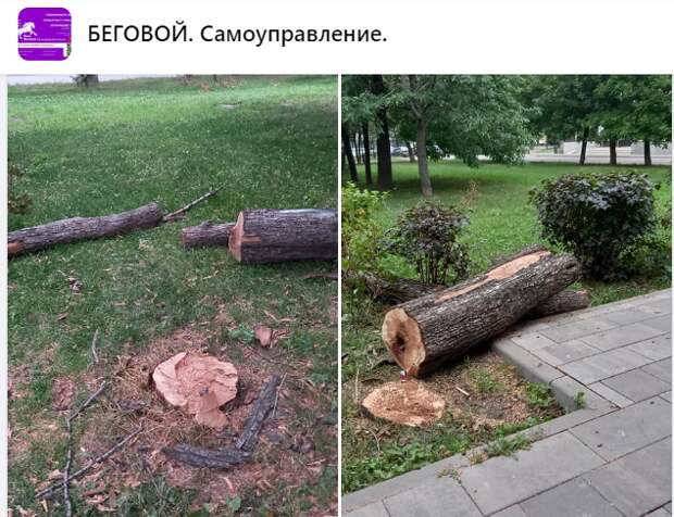 Срубленное дерево в Грушевой аллее было высохшим — «Жилищник»