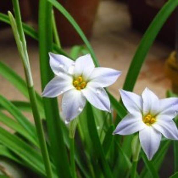 Ифейон одноцветковый (Ipheion uniflorum 'Wisley Blue')