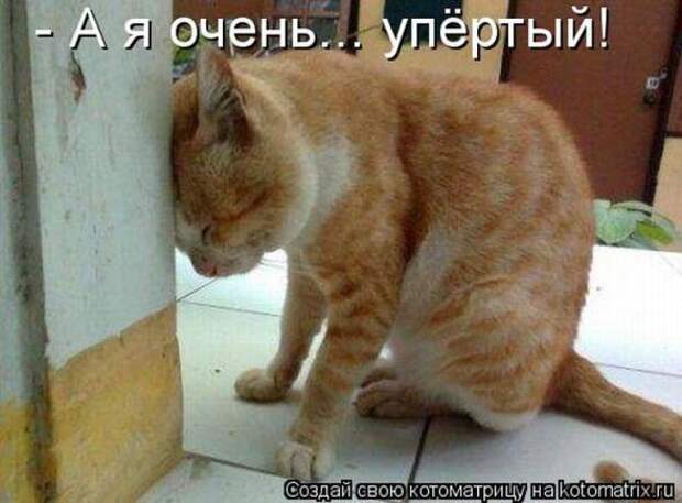 Котоматрицы(картинки с надписями)