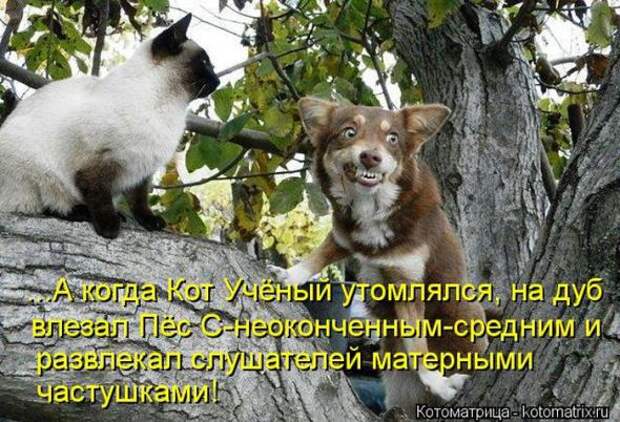 Котоматрицы(картинки с надписями)